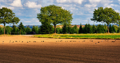 View of trees on field against sky