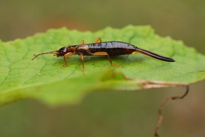 Close-up of insect on leaf