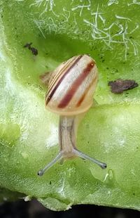 Close-up of turtle on leaf