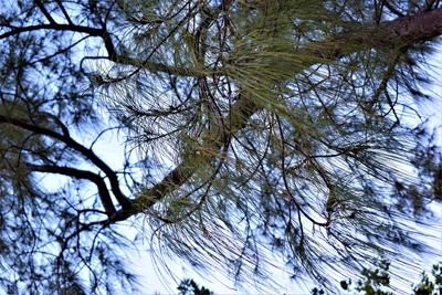 Low angle view of tree branches during winter