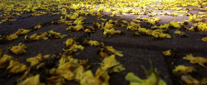 Close-up of yellow leaves on field