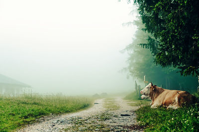 View of a horse on field