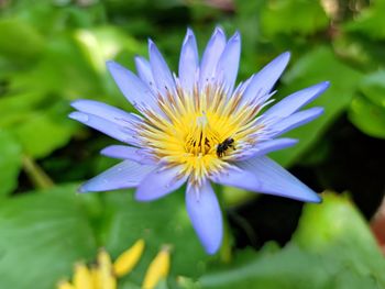 Close-up of purple flower