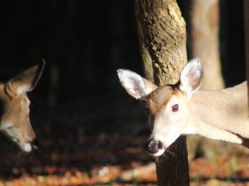 Close-up of deer