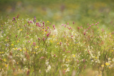 Flowering plants on field