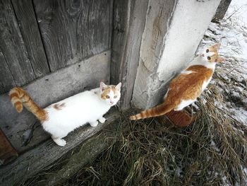 High angle view of cats