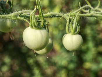 Fresh green tomatoes. agriculture concept. closeup group of green tomatoes growing in greenhouse.