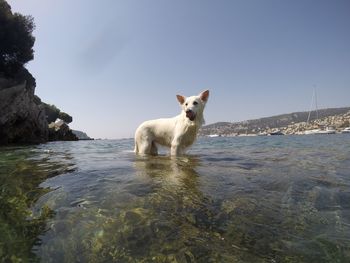 View of dog by sea against clear sky