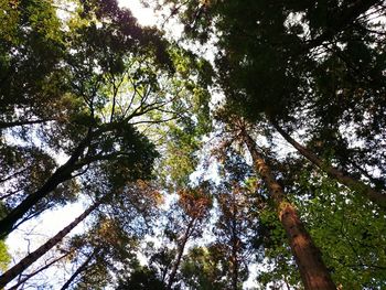 Low angle view of trees in forest