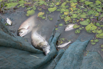 Pictures of some freshwater fish, caught in a fishing net by the lake