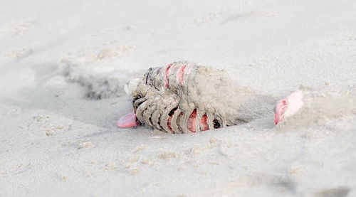 Dog on shore at beach