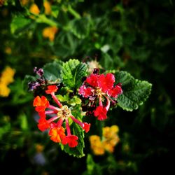 Close-up of red flowers