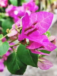 Close-up of pink bougainvillea blooming outdoors