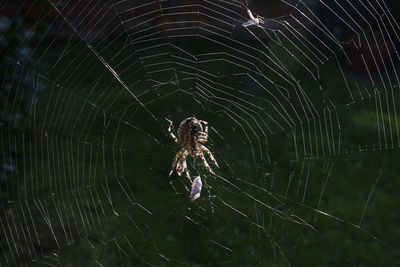 Close-up of spider on web