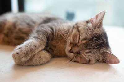 Close-up of cat lying on floor