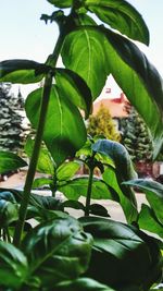 Low angle view of plants