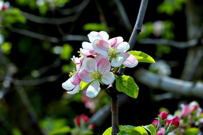 Close-up of pink cherry blossoms in spring