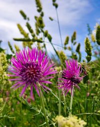 Close-up of pink flowering plant on field