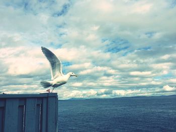 Seagull flying over sea against sky