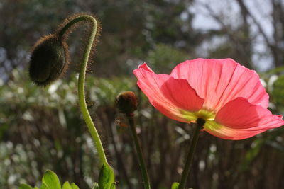 Close-up of pink flower