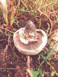 Close-up of mushroom growing on field