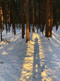 Trees on snow covered field