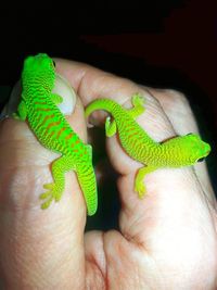 Close-up of human hand holding leaf