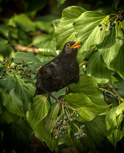 Male blackbird, turdus merula, with an ivy seed in its beak