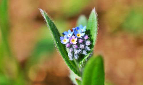 Close-up of flower blooming outdoors