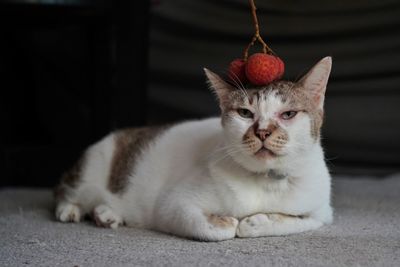 Close-up portrait of a cat