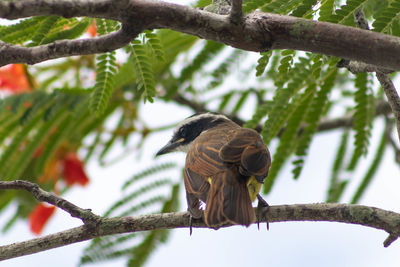 Low angle view of bird perching on branch
