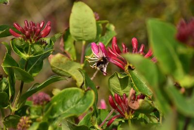Close-up of insect on pink flower