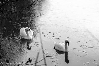 Swans swimming in lake