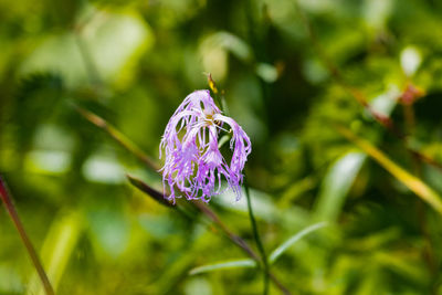 Close-up of purple flower