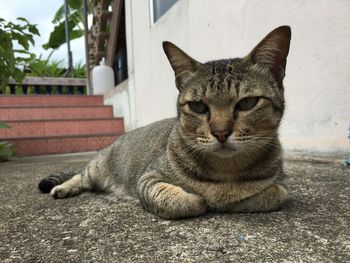 Portrait of a cat resting