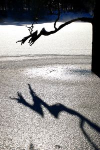 Shadow of birds on beach
