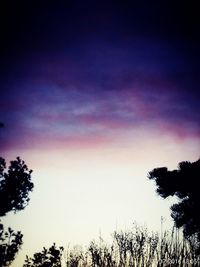 Low angle view of trees against sky