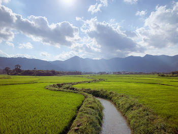 Scenic view of agricultural field against sky