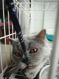 Close-up portrait of cat by window