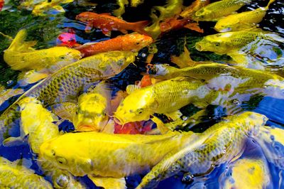 Full frame shot of yellow water