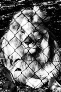 Close-up of cat seen through chainlink fence