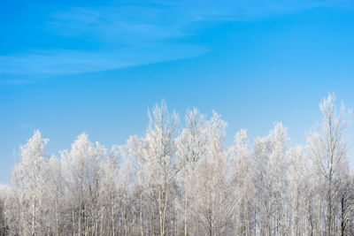 Trees against blue sky