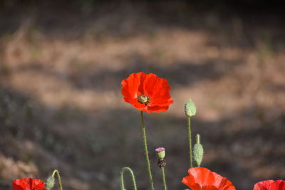 Close-up of red poppy blooming outdoors