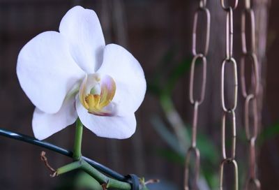 Close-up of flower against blurred background