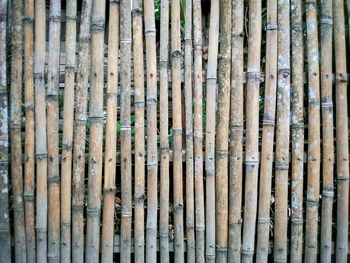 Detail shot of bamboo fence