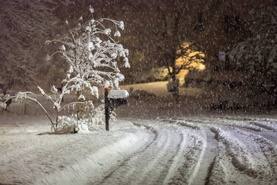 Road by trees during winter at night