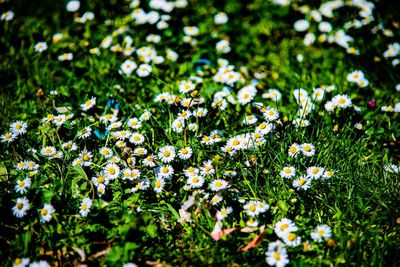Close-up of flowering plants on field