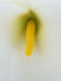 Close-up of yellow flower