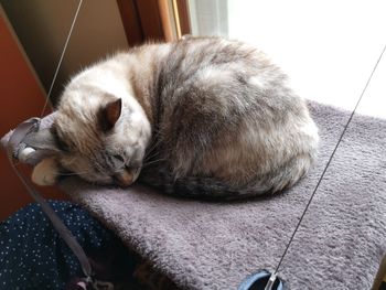 Cat sleeping on floor at home