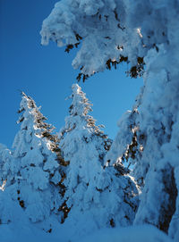 Low angle view of frozen tree against clear blue sky